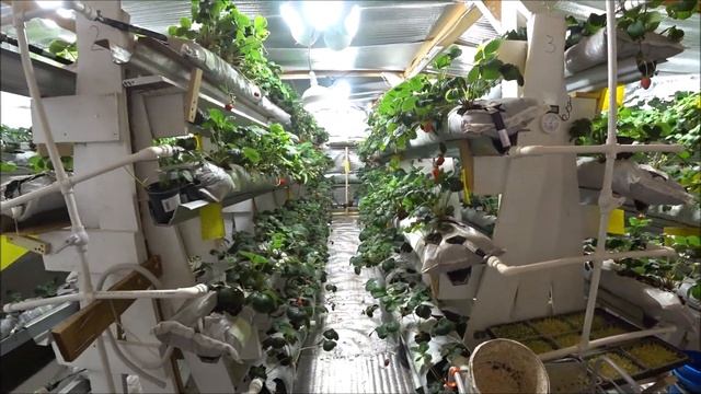 Ситиферма клубники? в Ижевске. В гостях у Ильи. Малообъемка на торфе.