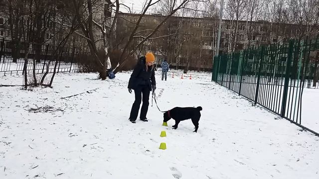 Занятия по ноузворку. Лабрадор ретривер Липа 12 мес. смотреть онлайн