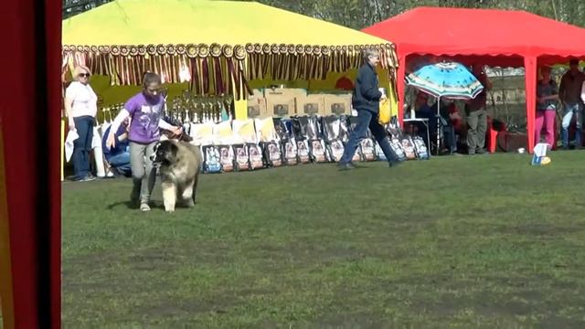 XXIII НАЦИОНАЛЬНАЯ ВЫСТАВКА "КАВКАЗСКИЕ ОВЧАРКИ 2017" ДЕТИ И ИХ ПИТОМЦЫ www.r-risk.ru +79262205603 смотреть онлайн