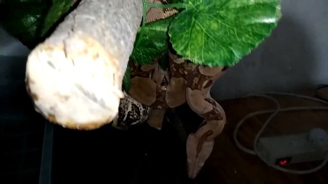 Годовалый удав | Самка Boa constrictor смотреть онлайн