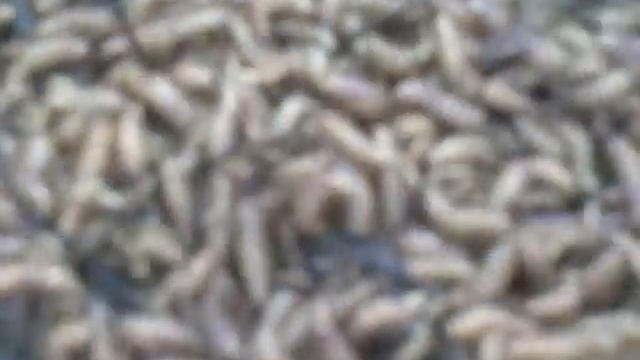 Не для слабонервных!(not for the faint of heart) смотреть онлайн