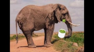 Расслабляющий пердеж слона!