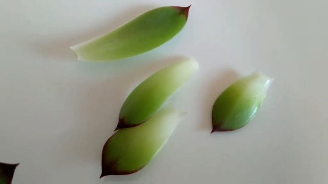 Čuvarkuća Kao Lek (Sempervivum Tectorum)