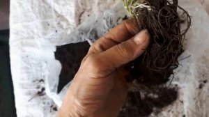 Флоксы и очиток из посылки. Реанимация нужна.