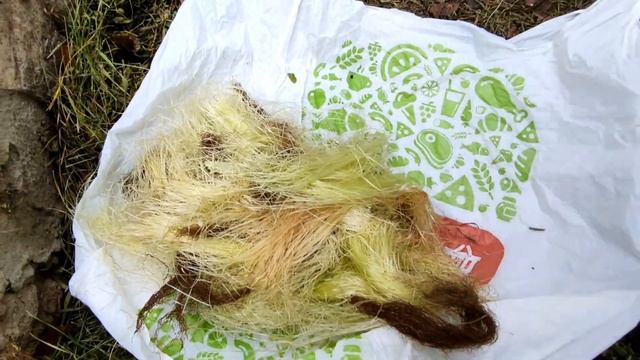 ?? ? КУКУРУЗНЫЕ РЫЛЬЦА - ЦЕННОЕ ЛЕКАРСТВЕННОЕ СЫРЬЕ. НИКОГДА НЕ ВЫБРАСЫВАЙТЕ!! смотреть онлайн