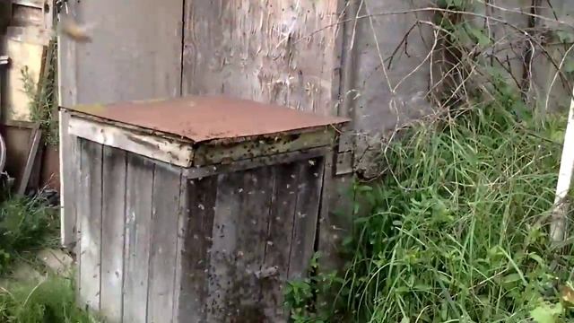 На дачу прилетел рой смотреть онлайн