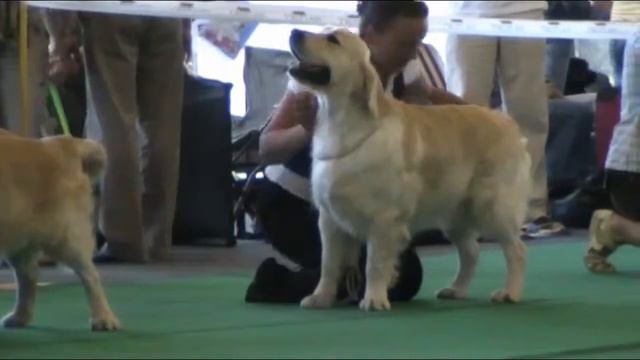 "Кубок Киева 2010" золотистые ретриверы смотреть онлайн