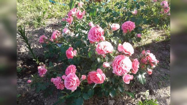 #taleforhelen Чайковский Вальс цветов релакс Rose Chaikovsky Waltz of flowers relax花的夏日玫瑰华尔兹放松 ￼ смотреть онлайн