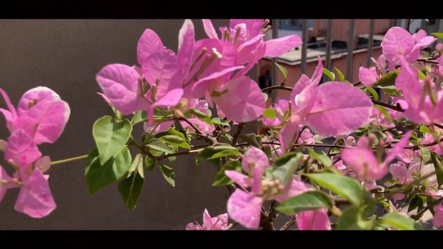 Bougainvillea - Splash
