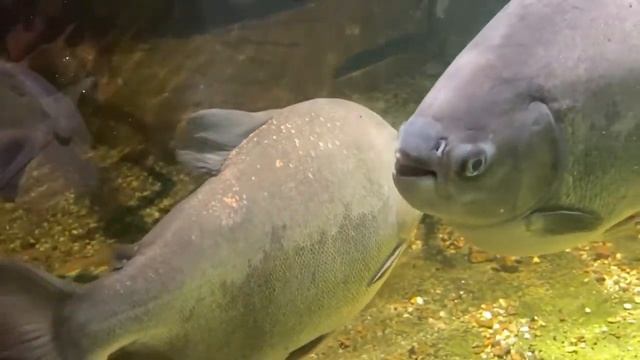 #2 Путешествие по Киеву / Зоопарк/Вечерний Киев