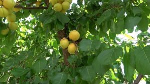 Абрикос СУПЕРИОР/  Молочно-мармеладного вкуса