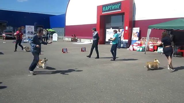 20.05.2017г. Вельш корги пемброк. Юниоры в г. Калуга смотреть онлайн