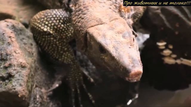 Войдя в уборную девушка заметила жуткое СУЩЕСТВО, которое смотрело на неё! смотреть онлайн