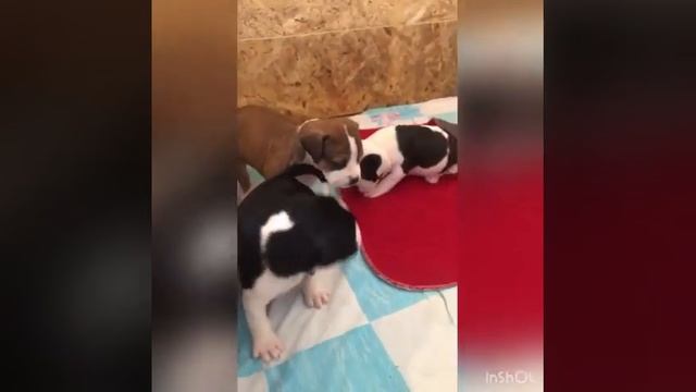 Американский стаффордширский терьер щенки смотреть онлайн