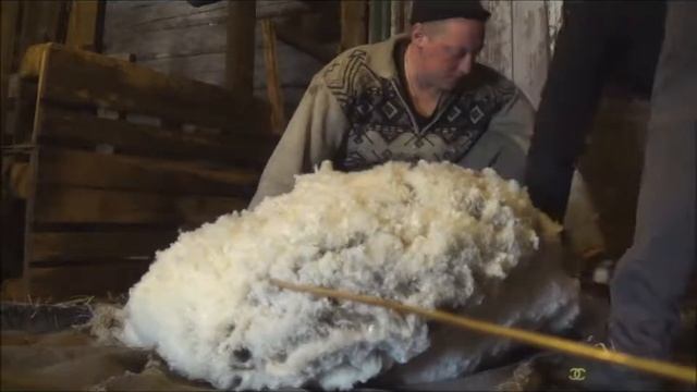 стрижка овец