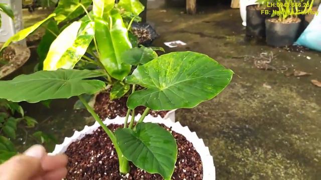 Một vài dòng alocasia, colocasia bình dân ,tra cẩm thạch - hibiscus tiliaceus var смотреть онлайн