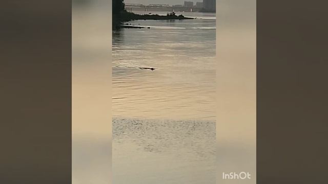 Выдра охотится на хариуса. Енисей. смотреть онлайн