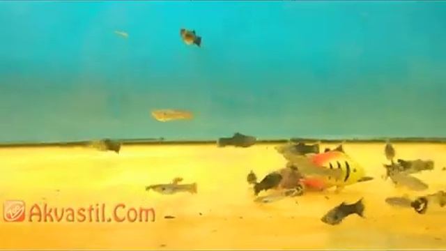 Гуппи и Моллинезии. Аквариумные рыбки. Аквариумистика. смотреть онлайн