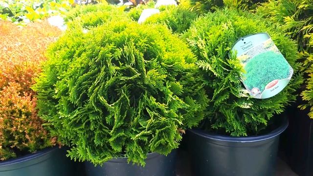 Thuja 'Danica' - A gorgeous, little, slow growing evergreen смотреть онлайн