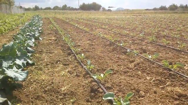 Уход за цветной капустой и брокколи смотреть онлайн