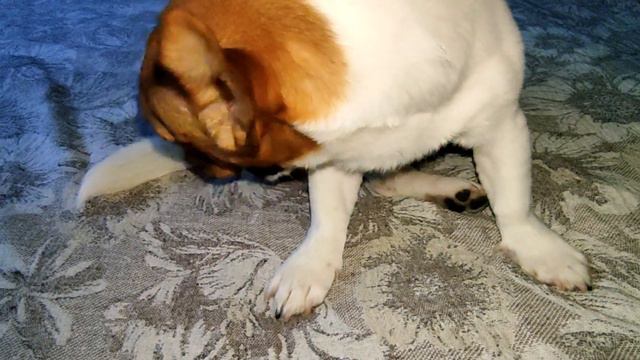 НЕСКРОМНЫЕ ПОКУСЫВАНИЯ САМОГО СЕБЯ !!)(())))))))))))))))))))))))))))))))))))))) смотреть онлайн