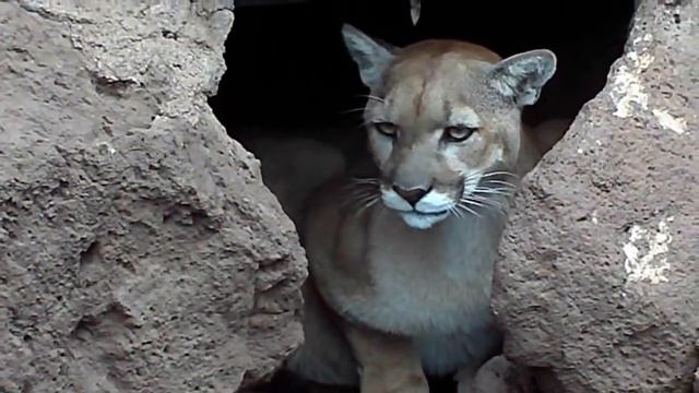 Восточная пума официально признана вымершим видом смотреть онлайн