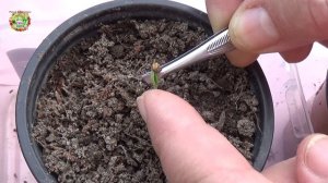 Как безопасно и быстро снять с ростка рассады семенную оболочку - шапочку?