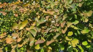 ОСИНА. Магические свойства Приметы и поверья.