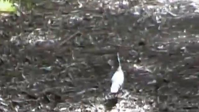 Aussie Birds Rock # 8. The Crested Bronze Wing Pigeon. ( Wings that whistle ) смотреть онлайн