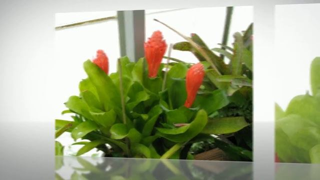 Бильбергия великолепная (Billbergia magnifica) смотреть онлайн