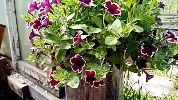 Вегетативная петуния рим маджента  (Cascadias Rim Magenta)