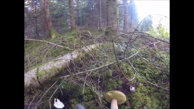 белые грибы 2018 Германия Germany Pilze wo suchen wie finden смотреть онлайн