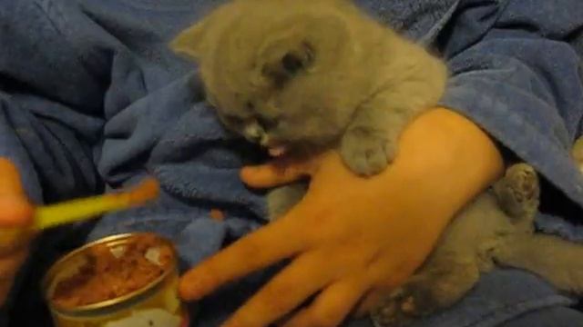Я кормлю своего котенка!!! смотреть онлайн