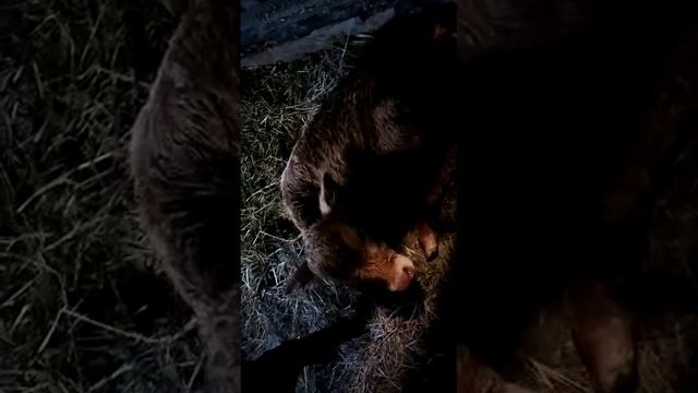 двойня у  коровы))