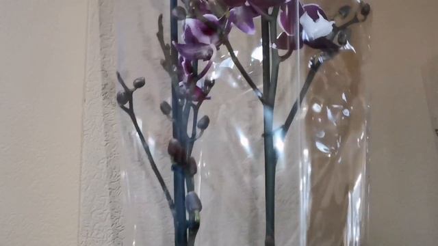 Стюартиана, Сого Релекс и другие орхидеи с названиями в магазине Экофлора г. Омск. смотреть онлайн