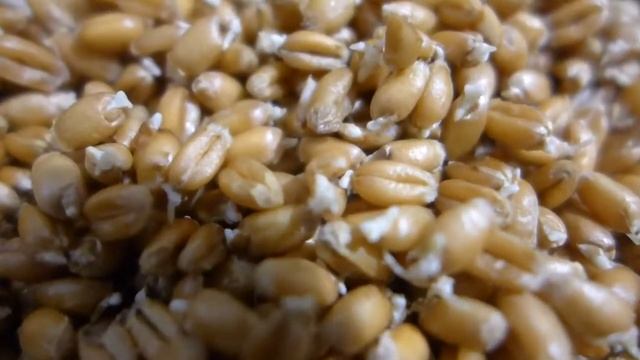 пророщенная пшеница и курага смотреть онлайн