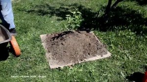 Посадка плодовых деревьев на холм.