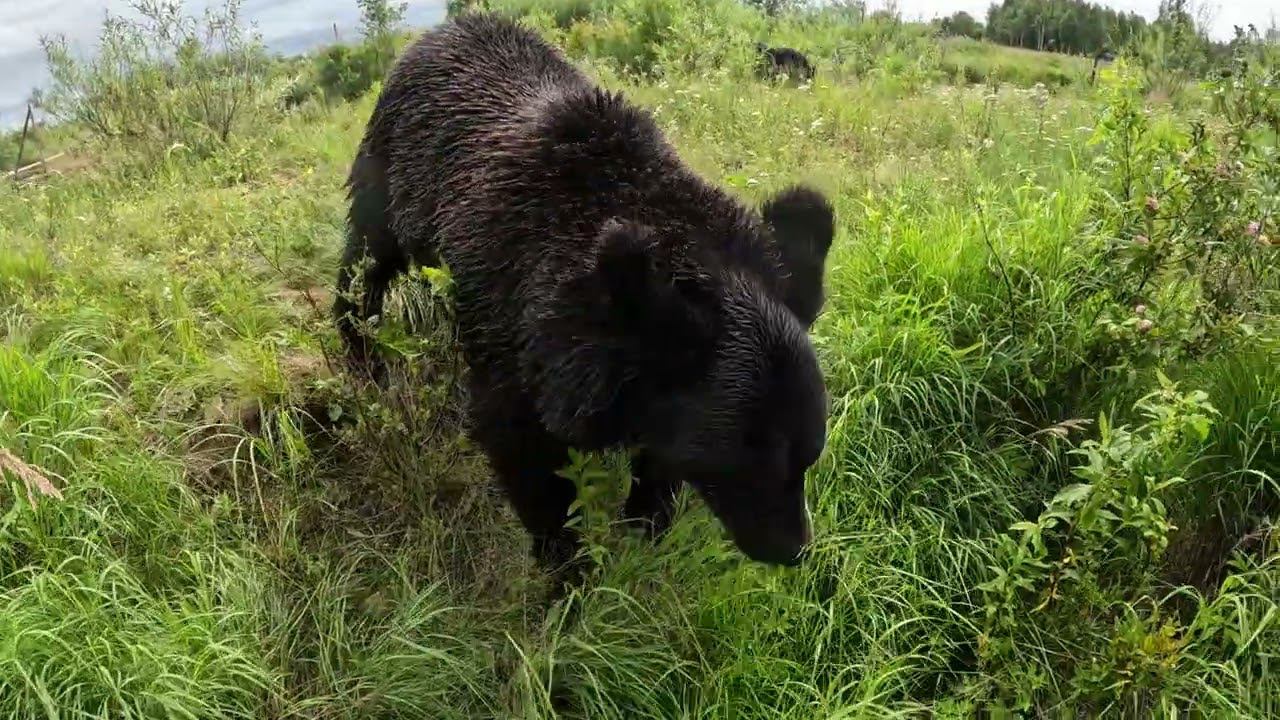 Дуська организовала новую проблему. смотреть онлайн