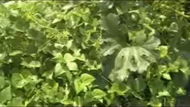 Survival Gardening Part 5, economic collapse, peak oil, SHTF смотреть онлайн