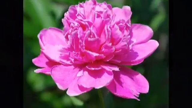 Вальс самый лучший в мире смотреть онлайн