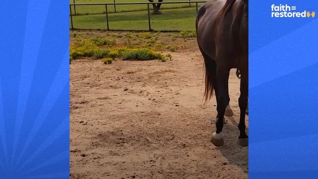 Horse Saves His Mom's Life By Running To Get Dad| The Dodo Faith = Restored смотреть онлайн