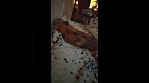 Почему морская свинка лижет руки? Почему когда заходить именно хозяин свинка пищит?