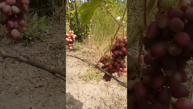 Виноград изюминка 30.07.2019