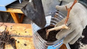 Посадка саженцев винограда в ёмкости для ускорения вегетации.