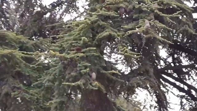 Скандальные Ёлки. Да я упоротый лесолюб!))))). Украсили город. смотреть онлайн