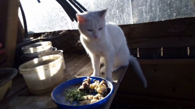 ПРОБУЮ ЕЖЕВИКУ, ВИНОГРАД, СОБИРАЮ ПОСЛЕДНИЕ ТОМАТЫ, И ПРОБУЮ ТОМАТ ОЛЕСЮ. смотреть онлайн