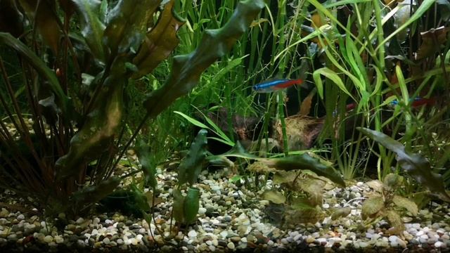 ЗОЛОТОЙ ГУРАМИ. СОДЕРЖАНИЕ И РАЗВЕДЕНИЕ смотреть онлайн