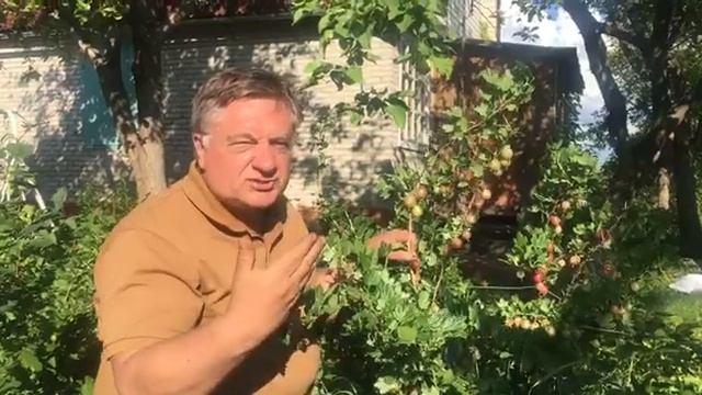 А у меня даче созрели финики! смотреть онлайн