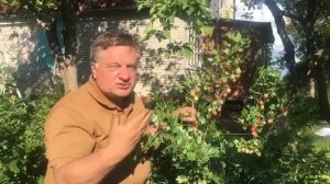 А у меня даче созрели финики!