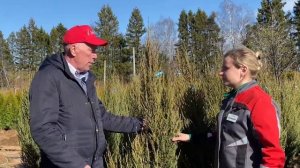 Можжевельник Блю Эрроу. Особенности выращивания можжевельника блю эрроу